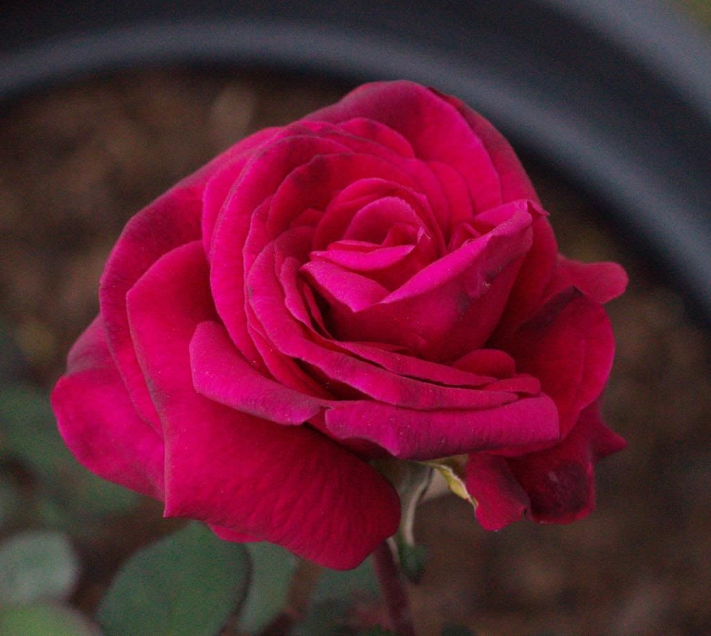 Blackberry Nip photo blackberrynip_zps7614045f.jpg